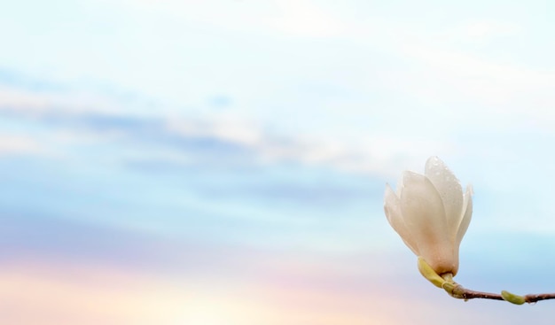 White and pink magnolia flowers on the branch on a warm spring sunny day