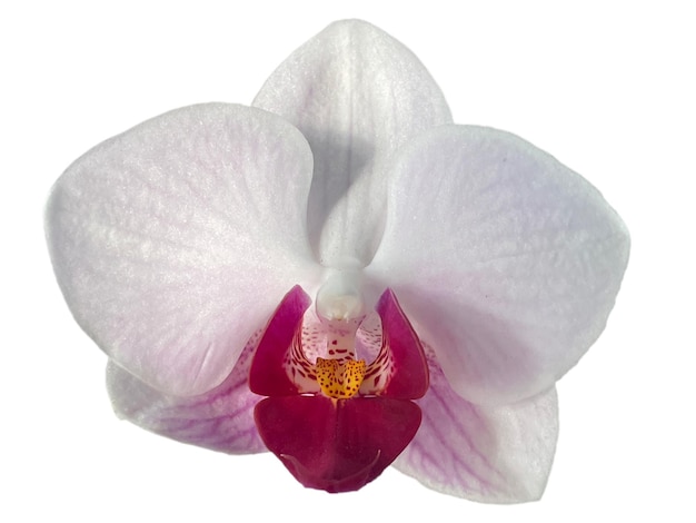 A white and pink orchid with a yellow center.