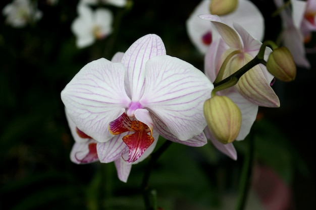 White and pink orchids flower