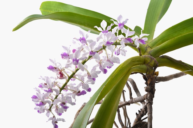 White and pink orchids Rhynchostylis gigantea on white background