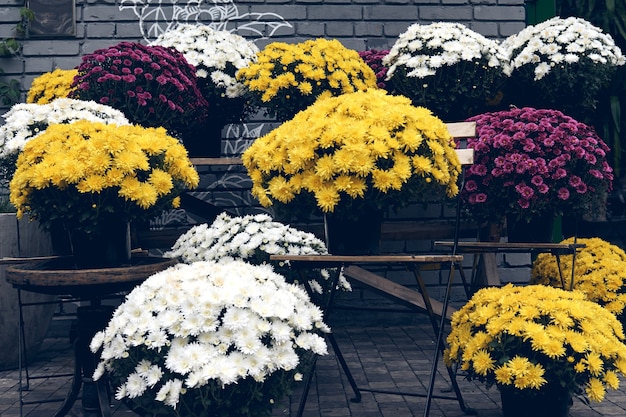 Photo white, pink, red or yellow chrysanthemum plants bloom in flower shop. bushes of burgundy chrysanthemums garden or park outdoor. autumn decorations.