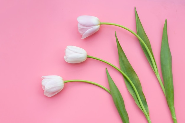 White pink tulips on pink background