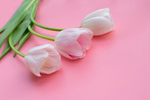 White pink tulips on pink background