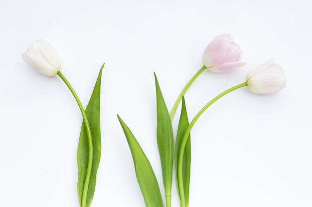 White pink tulips on white background