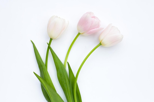 White pink tulips on white background