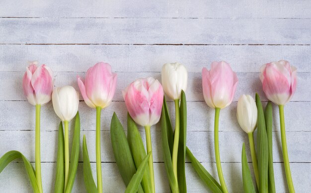 White and pink tulips on a white wooden table.