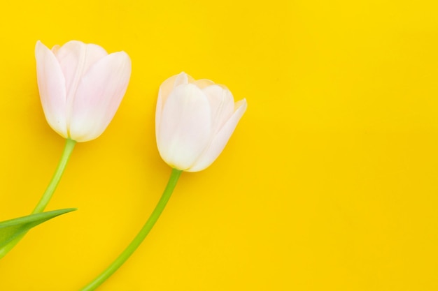 White pink tulips on yellow background