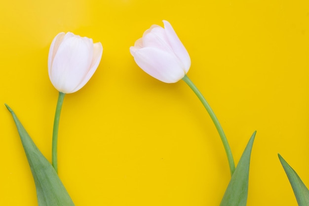 White pink tulips on yellow background