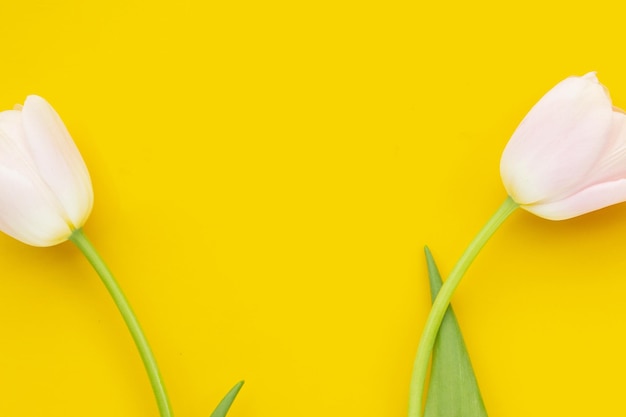 White pink tulips on yellow background