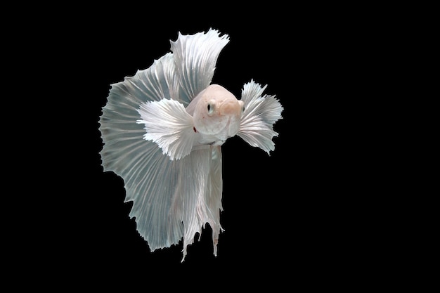 White platinum dumbo ear betta fish