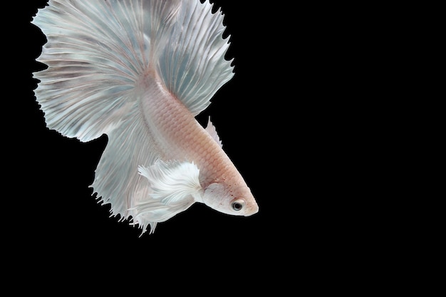 White platinum dumbo ear betta fish