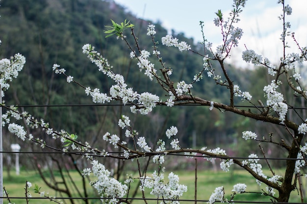 White plum beautiful and cute tiny blossom.