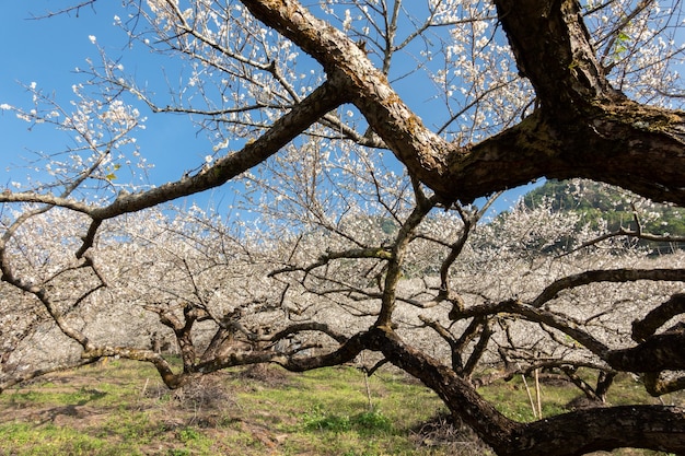 White plum blossom under blue sky in the winter daytime at Nantou, Taiwan