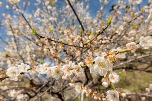 White plum blossom under blue sky in the winter daytime at Nantou, Taiwan