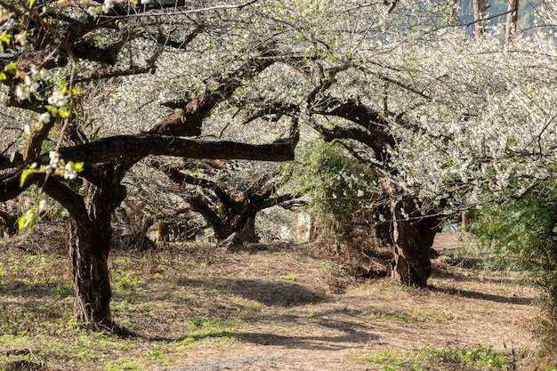 White plum blossom flowers at the garden in Nantou, Taiwan, Asia