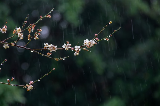 White plum blossoms on a green background in the rain