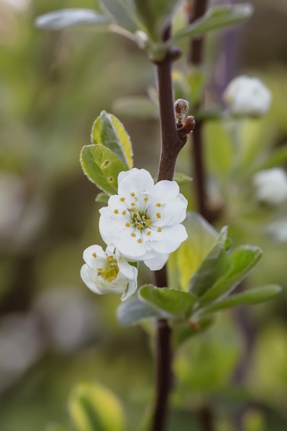 White plum tree blossoms in spring park Beautiful nature background Springtime in countryside