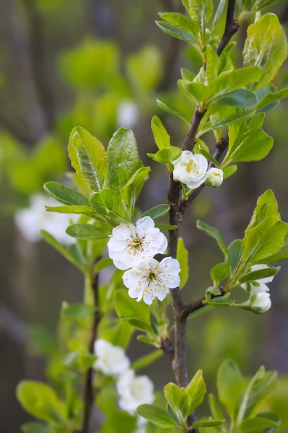 White plum tree blossoms in spring park Beautiful nature background Springtime in countryside