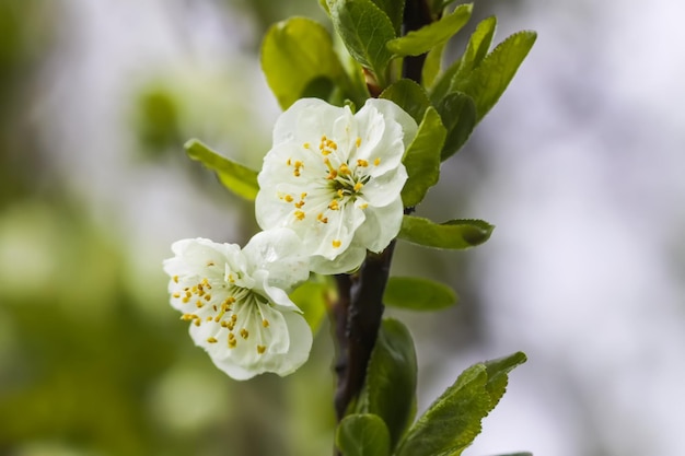 White plum tree blossoms in spring park Beautiful nature background Springtime in countryside