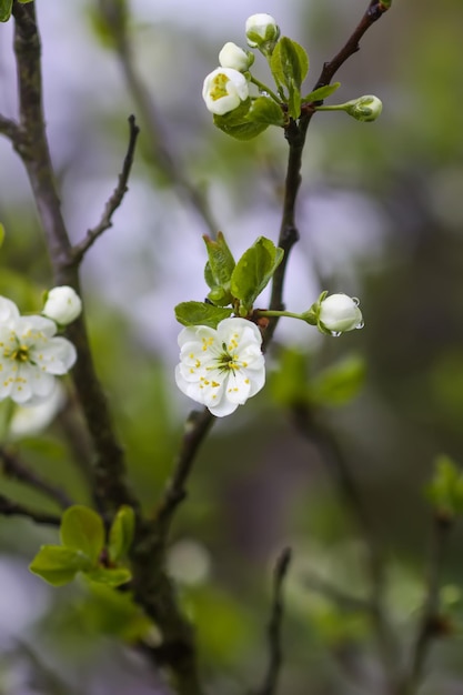 White plum tree blossoms in spring park Beautiful nature background Springtime in countryside