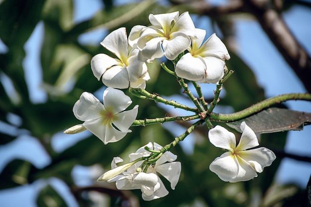 White plumaria flowers