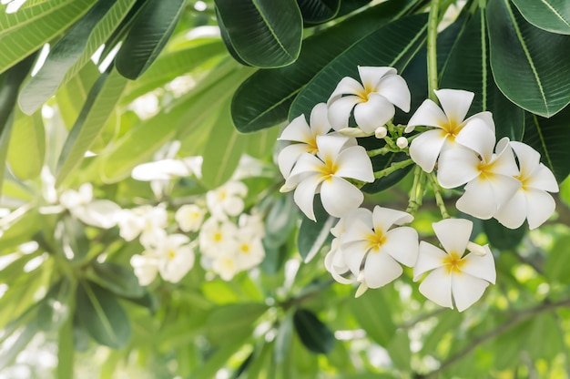 White plumeria blooming of nature