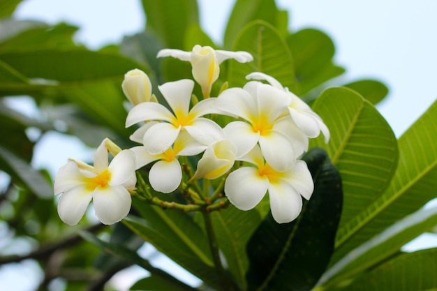 White plumeria flower on the tree