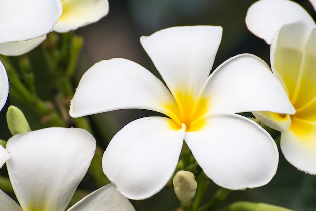 White Plumeria flowers beautiful