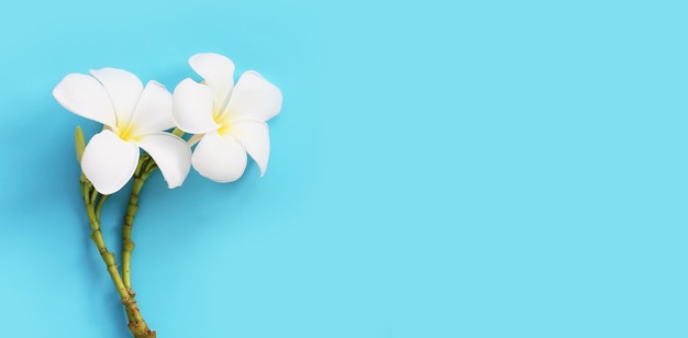 White plumeria flowers on blue surface