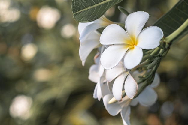 White plumeria flowers and leaf 