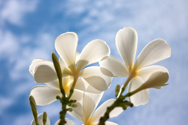 White Plumeria flowers