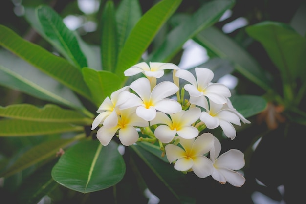 White Plumeria or frangipani. Sweet scent from white Plumeria flowers in the garden.