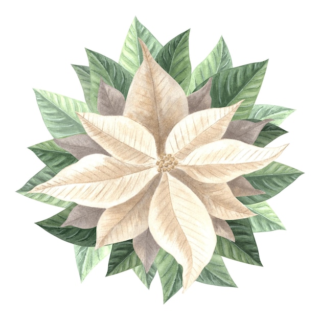 White poinsettia flower christmas traditional plants in vintage hand drawn watercolor illustration