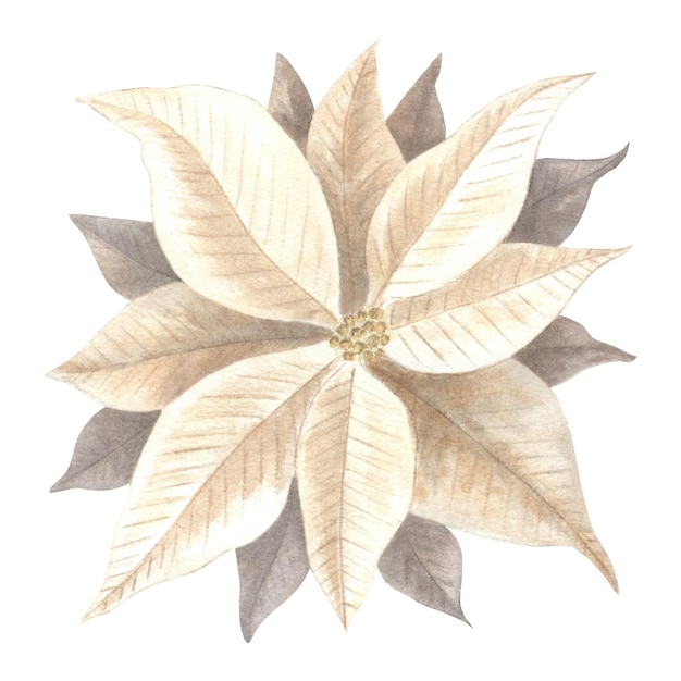 White poinsettia flower christmas traditional plants in vintage hand drawn watercolor illustration