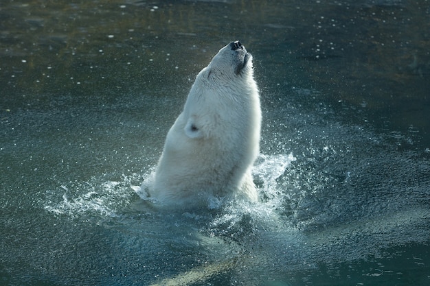 White polar bear bathes in the zoo