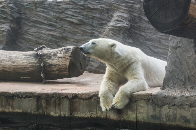 White polar bear in a zoo