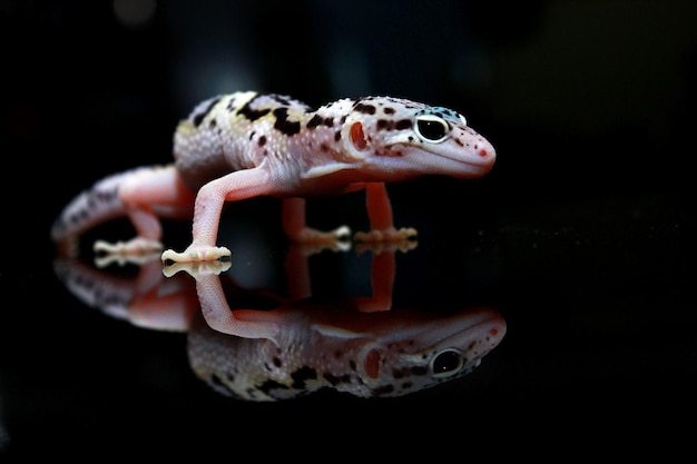 White polkadot leopard gecko on black background with reflection