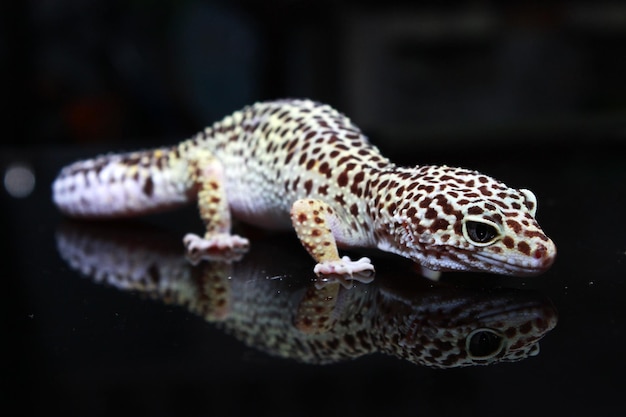 White polkadot leopard gecko on black background with reflection