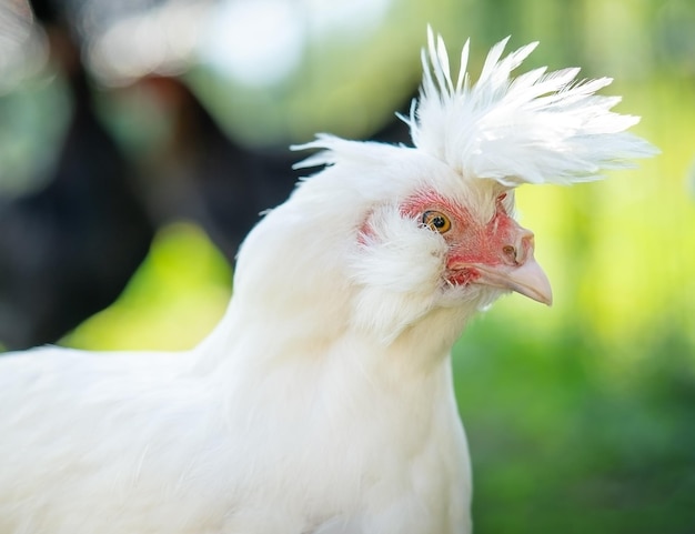 White Polverara chicken portrait on green natural background Copy space