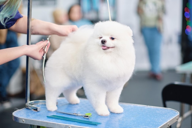 White pomeranian during grooming at the dog grooming salon