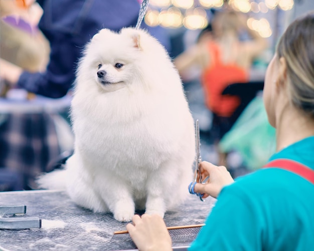 A white pomeranian is sitting on the table The master groomer cuts the dog's fur with scissors