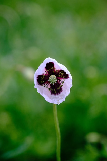 White poppy close up in field Summer flowers