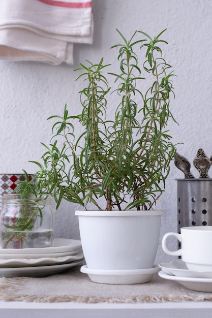 A white pot with a plant in it and a silver tea kettle on the side