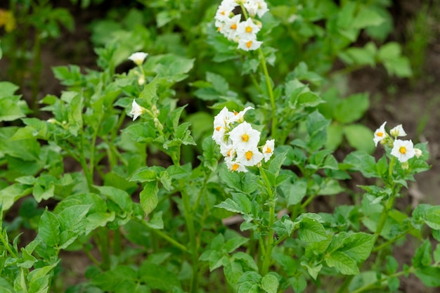 White potato flower closeup potato harvest