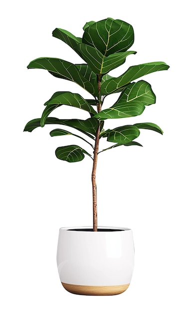 Photo white potted plant against white backdrop