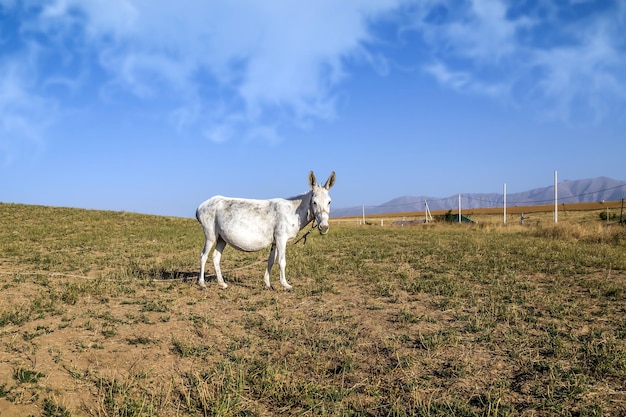 White pregnant donkey in nature