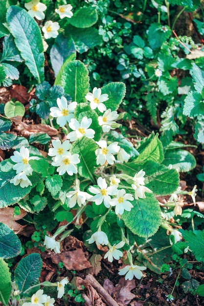 White primrose bloom