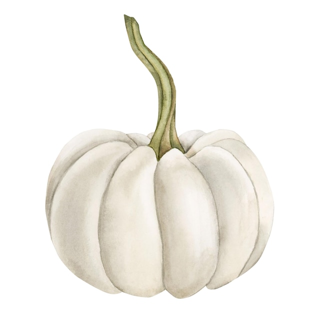 White pumpkin fresh vegetable Watercolor illustration hand painted isolated on white background