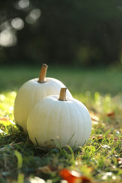 White pumpkin set on a green lawn on a blurred garden. Autumn time. 