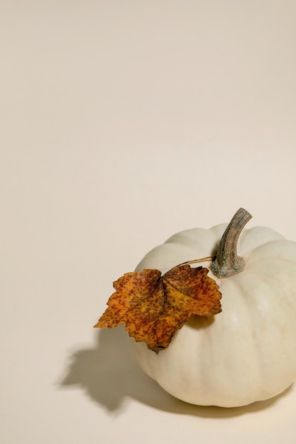 White pumpkin with autumn leaves